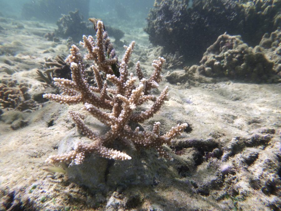 Coral Gardening sri lanka