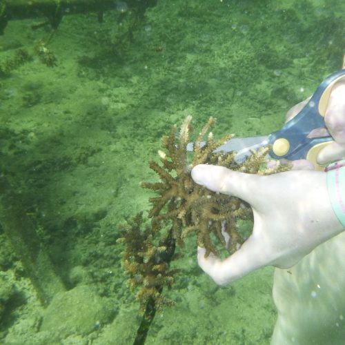 June coral gardening trip 2017 Fiji Island spirit