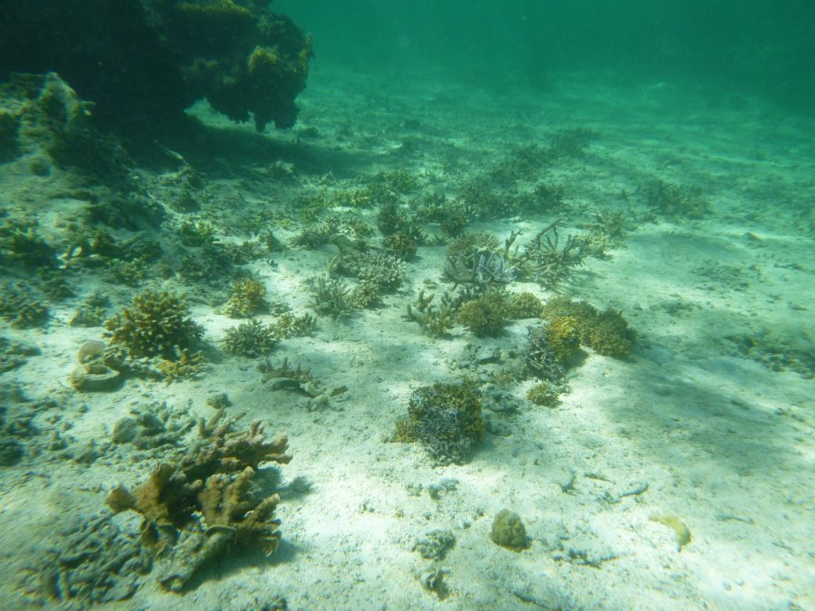 coral gardening sri lanka