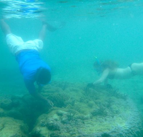 Island Spirit Fiji Coral gardening