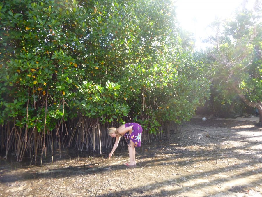 July mangrove planting Island Spirit.3