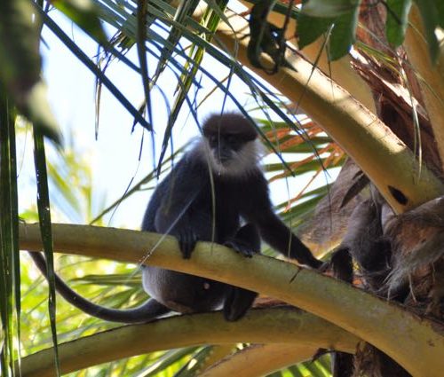 Sri Lanka Island Spirit monkey