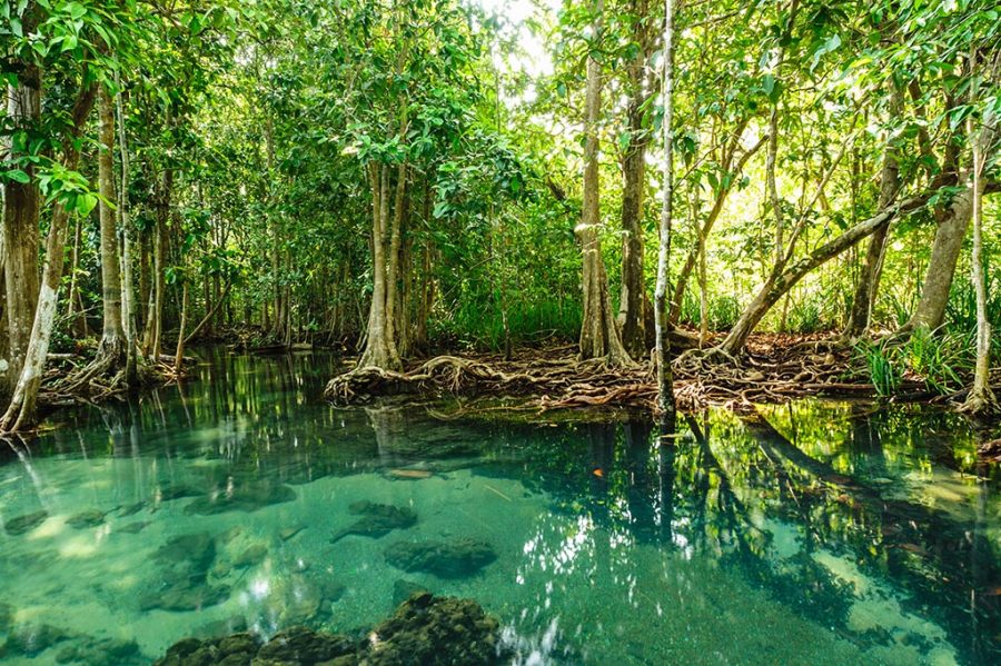sri lanka volunteering adventure mangroves