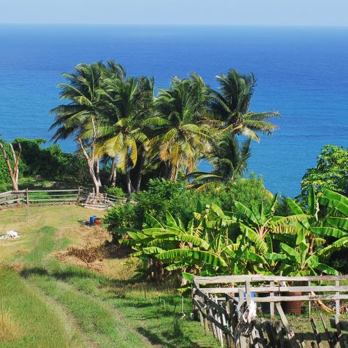 Barbados Island Spirit Landscape