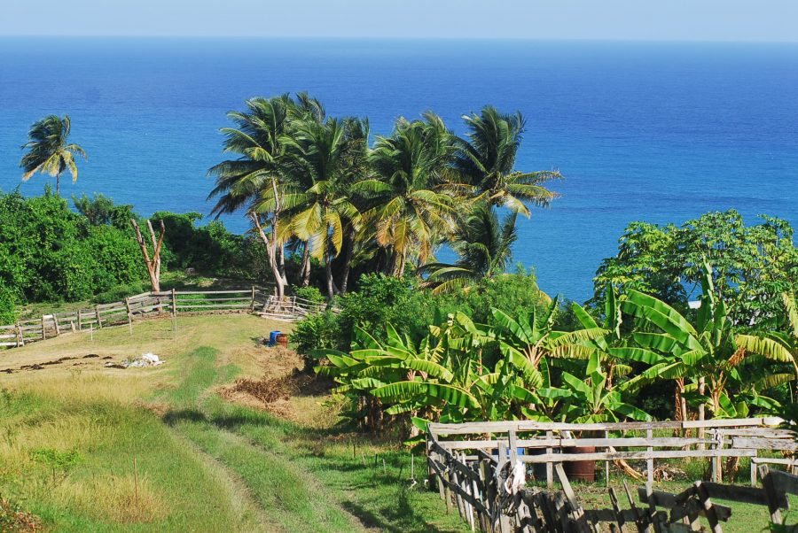 Barbados Island Spirit Landscape