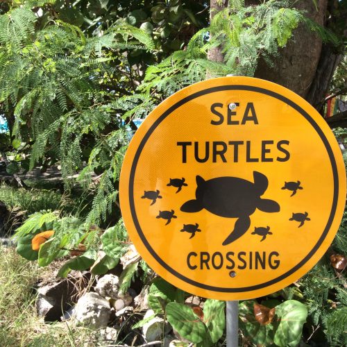 Barbados Island Spirit turtles