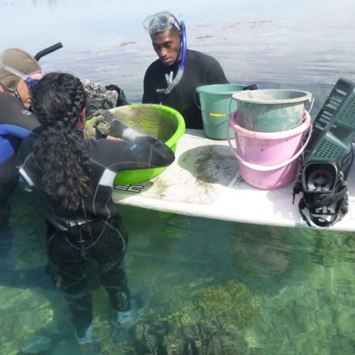 June coral gardening trip 2017.119