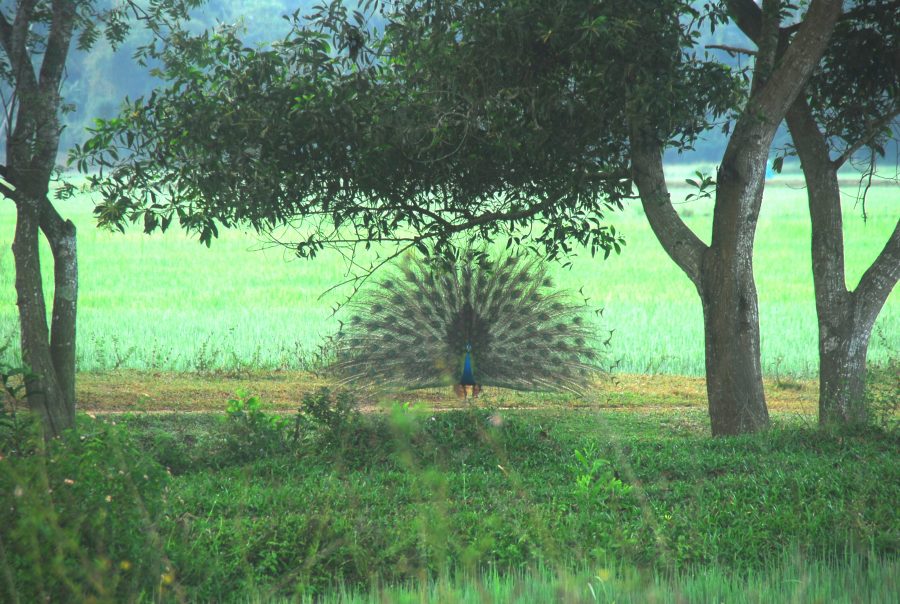 Peacock Nature Island Spirit Sri Lanka