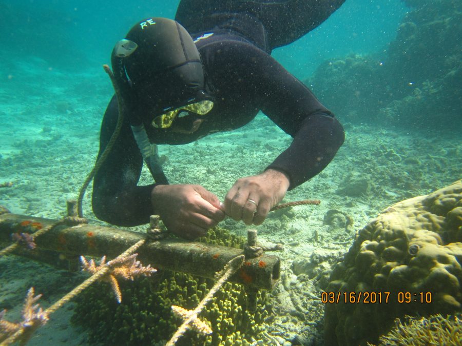 Coral Gardening Fiji Island Spirit 2017
