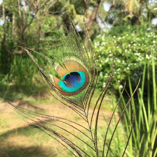 Sri Lanka Peacock feather Island Spirit