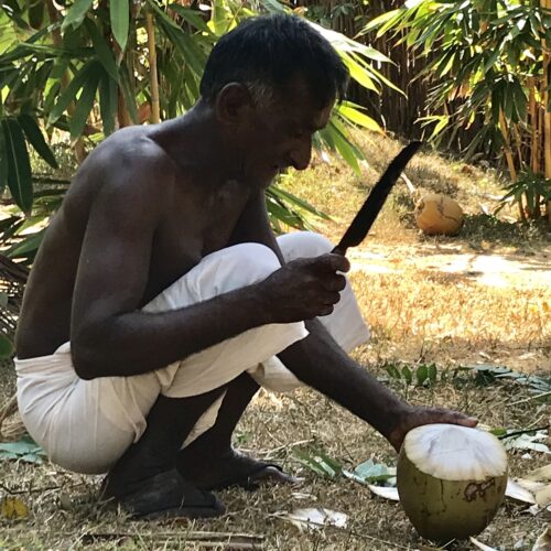 Old man cutting coconuts Hiriketiya Sri Lanka