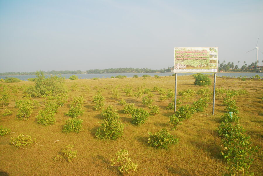 mangrove reforestation project Kalpitiya Sri Lanka