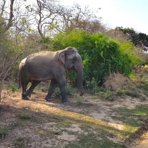 Kumana National Park, Sri Lanka