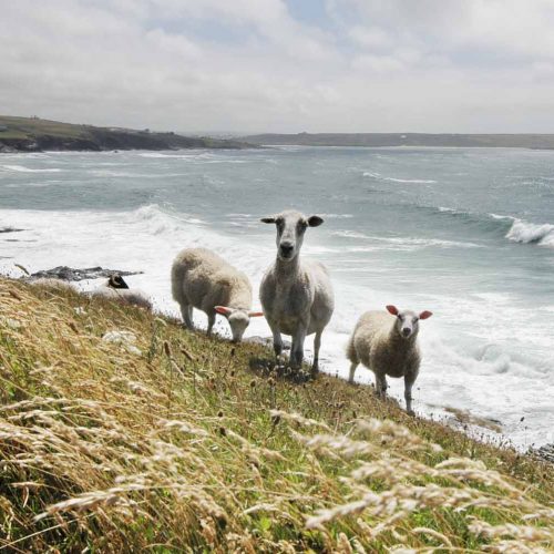 Sheep on Polzeath cliff need responsible tourism in England