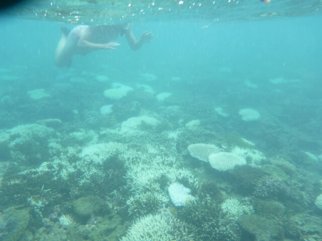 Diving in coral bleaching, Fiji