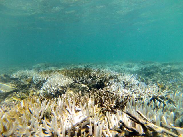 Coral bleaching in Fiji, June 2014